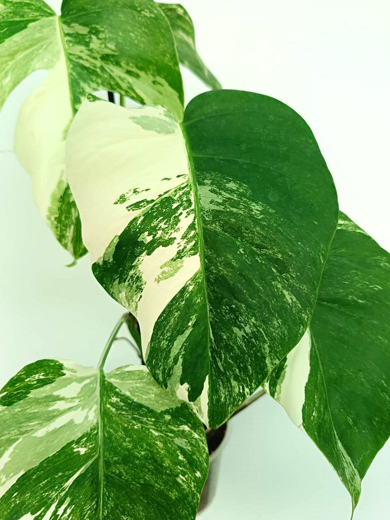 Monstera albo variegata