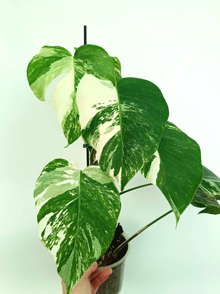 Monstera albo variegata