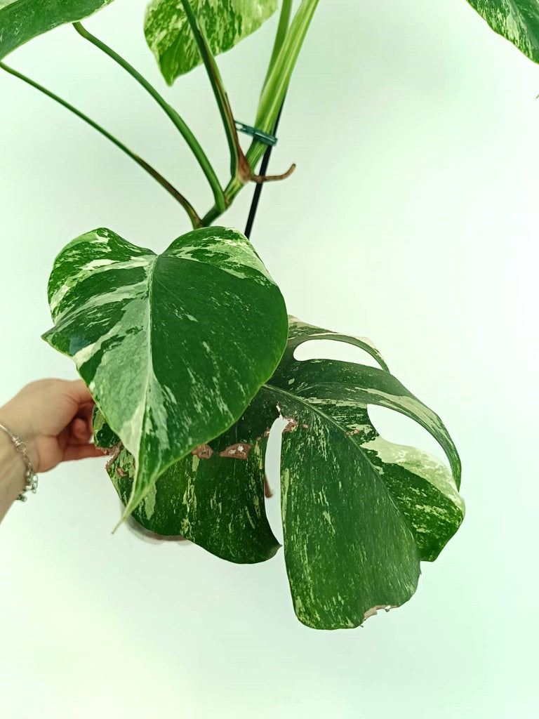 Monstera albo variegata