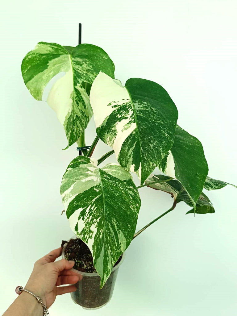 Monstera albo variegata