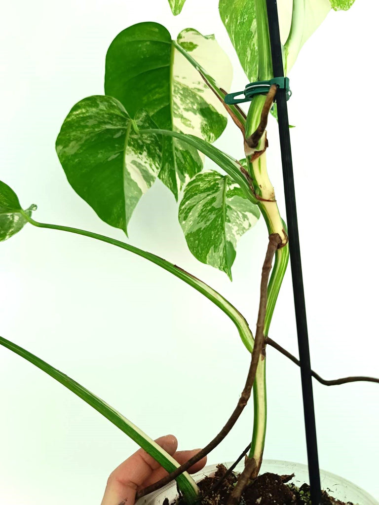 Monstera albo variegata