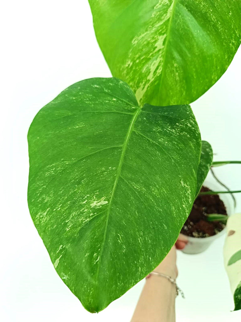 Monstera albo variegata