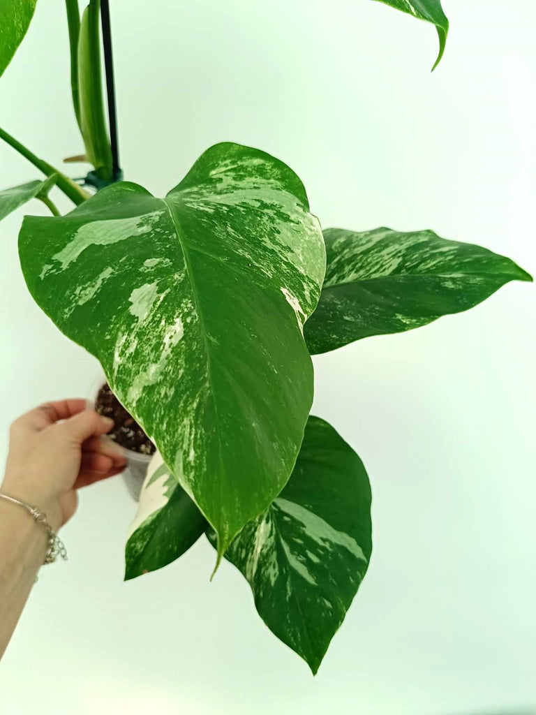 Monstera albo variegata