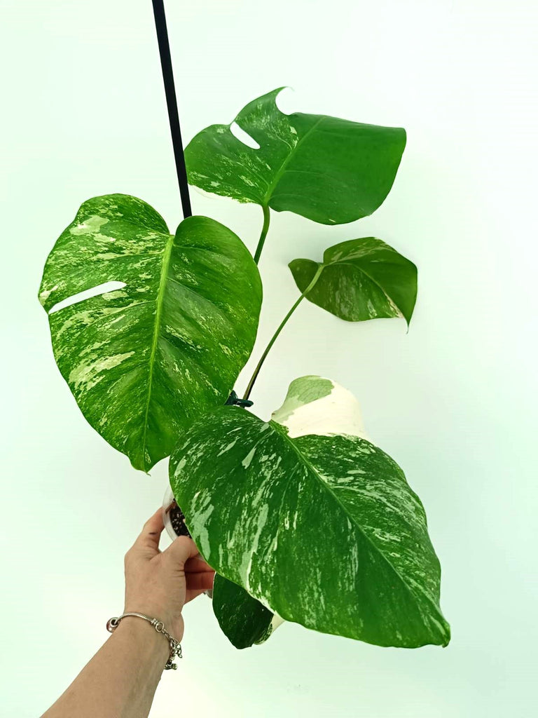 Monstera albo variegata