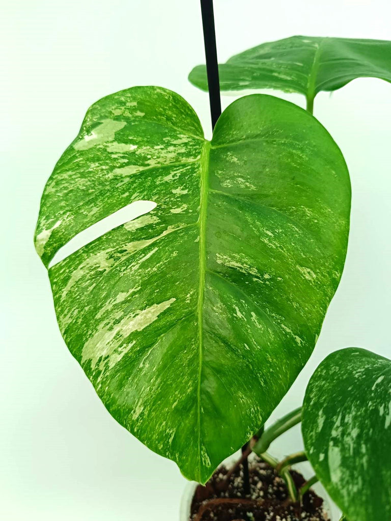 Monstera albo variegata