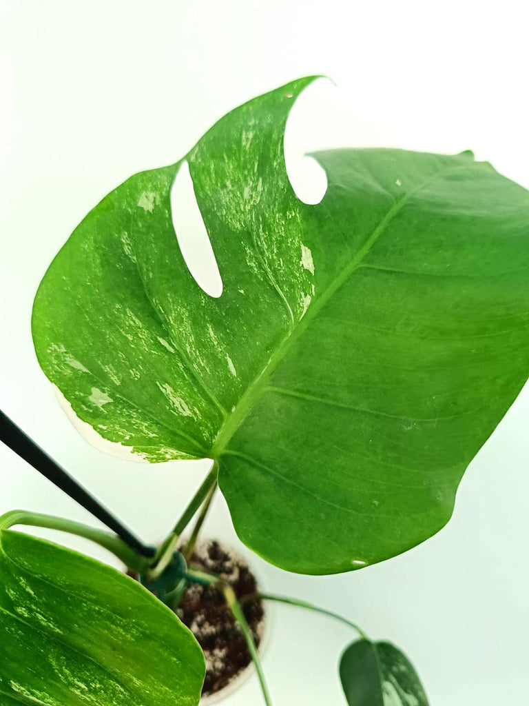 Monstera albo variegata