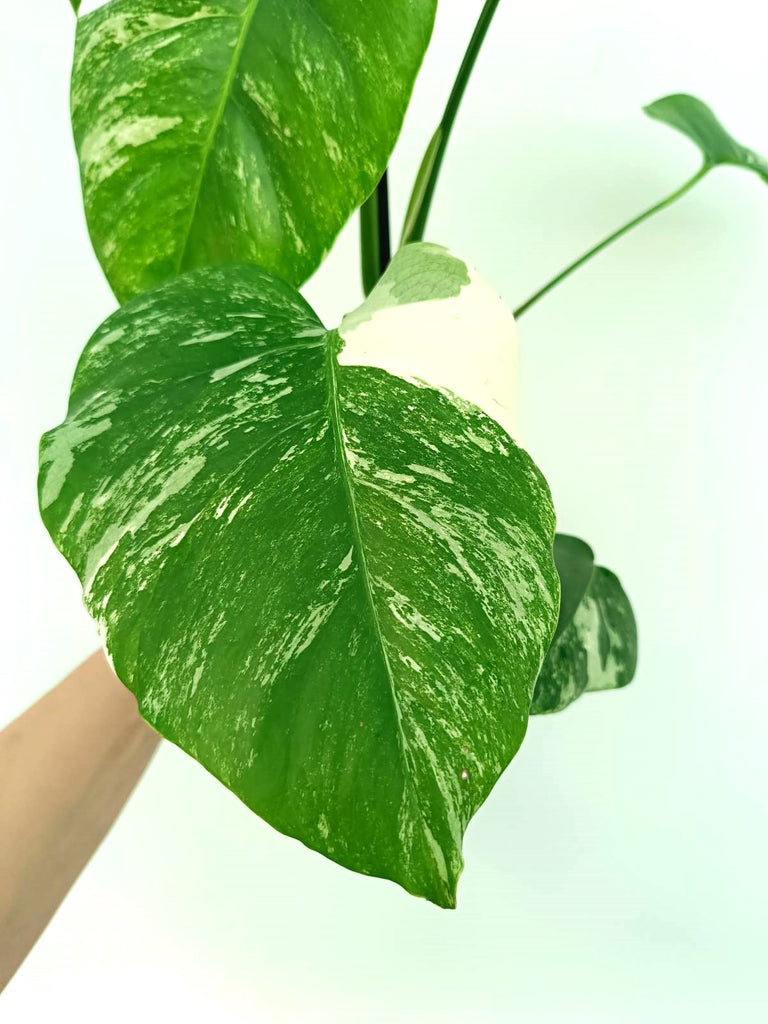 Monstera albo variegata