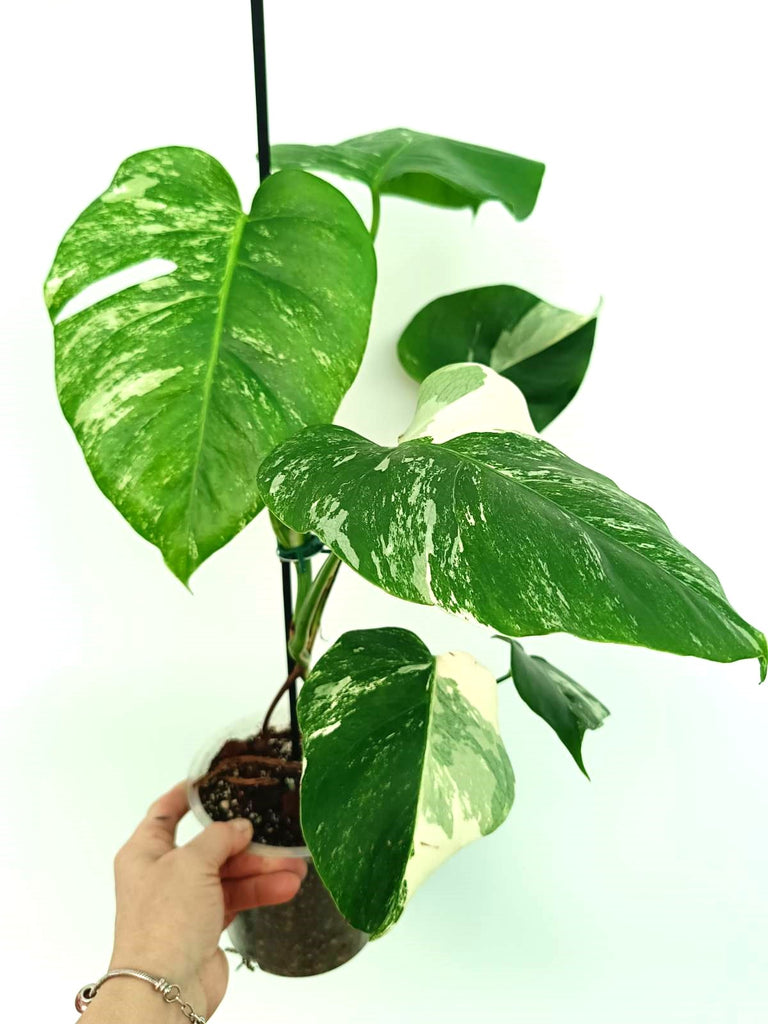 Monstera albo variegata