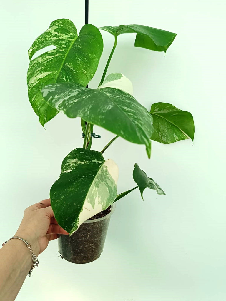 Monstera albo variegata