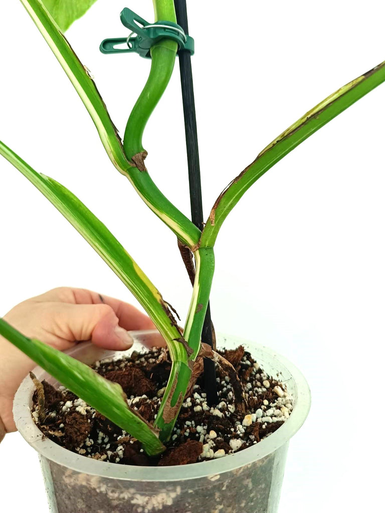 Monstera albo variegata