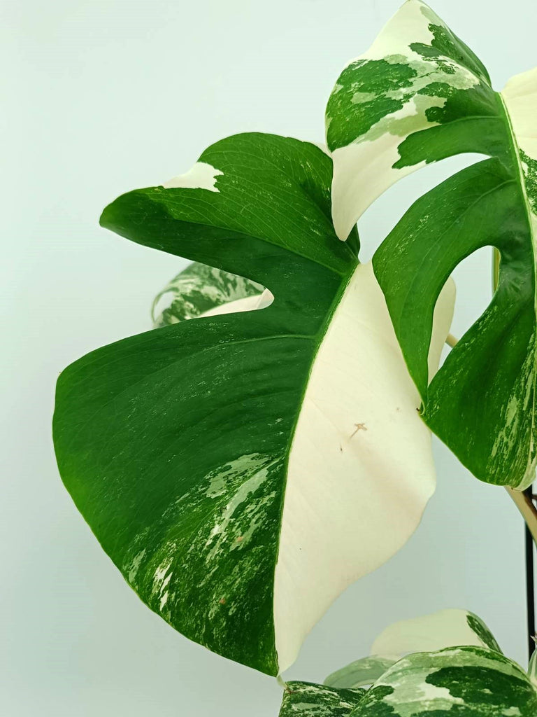 Monstera albo variegata