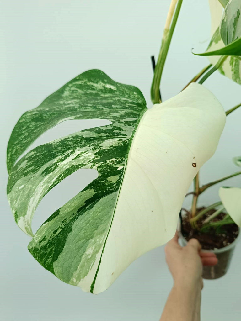 Monstera albo variegata