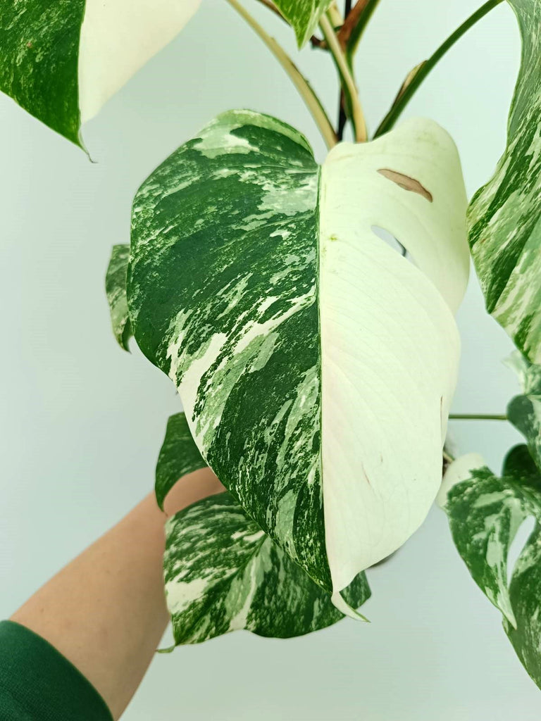 Monstera albo variegata