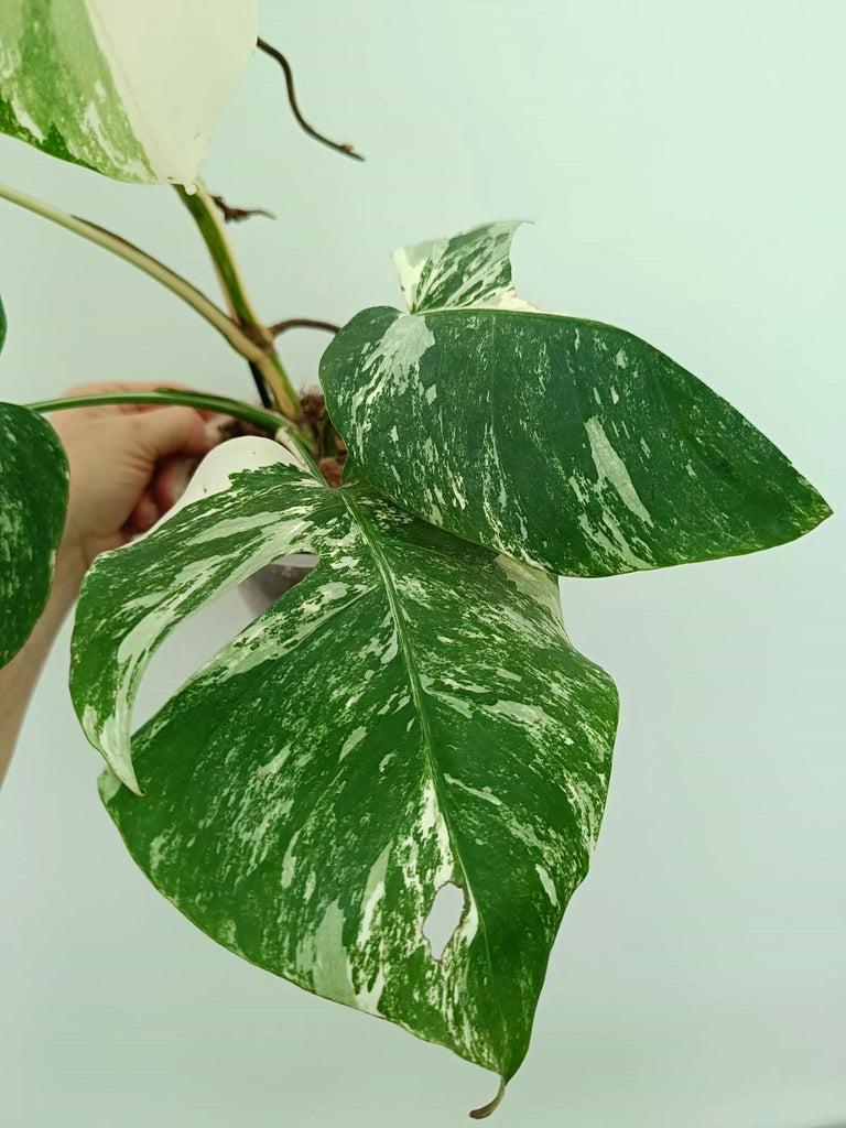 Monstera albo variegata