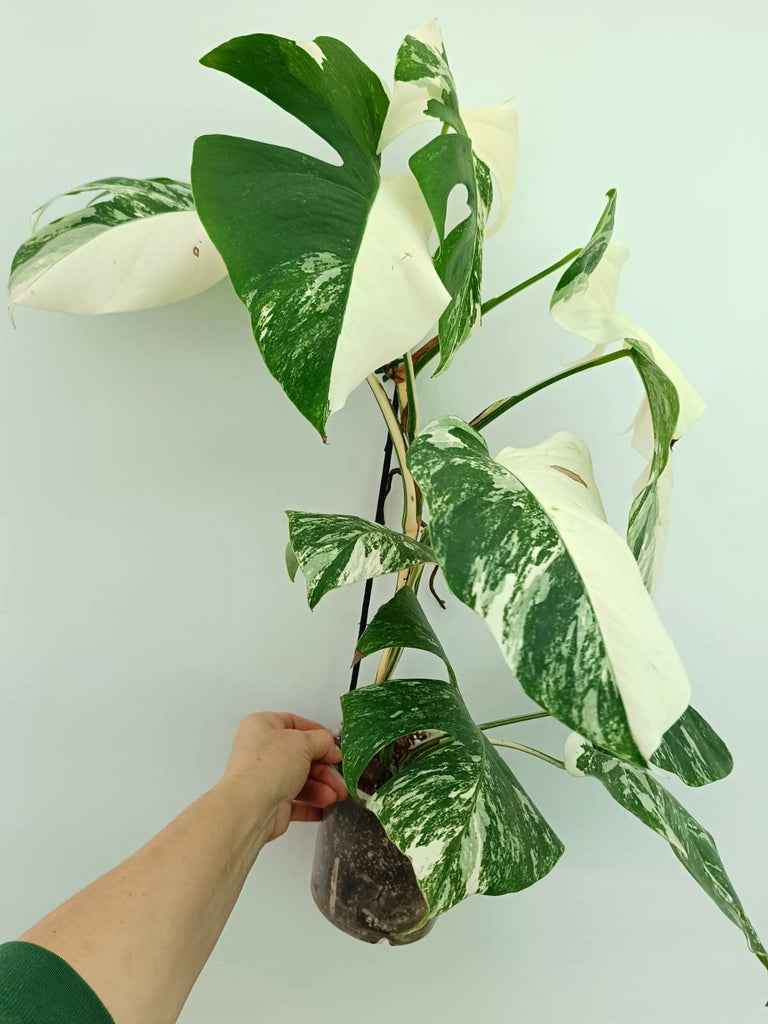 Monstera albo variegata