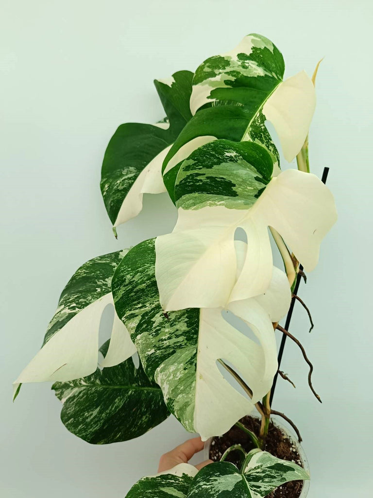 Monstera albo variegata