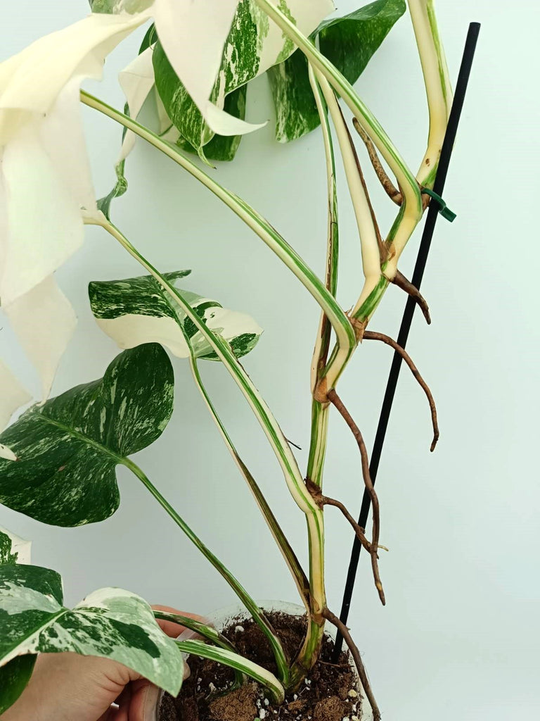 Monstera albo variegata