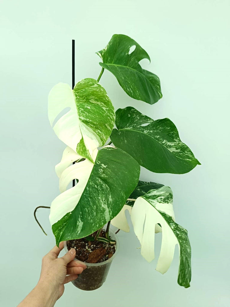 Monstera albo variegata