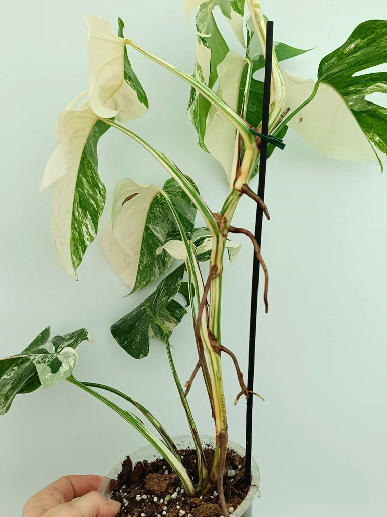 Monstera albo variegata