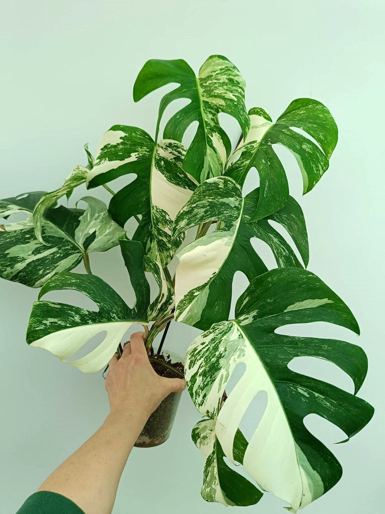 Monstera albo variegata