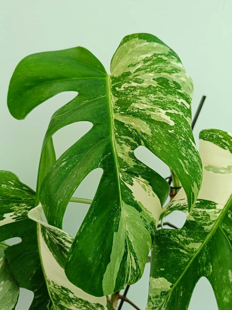 Monstera albo variegata