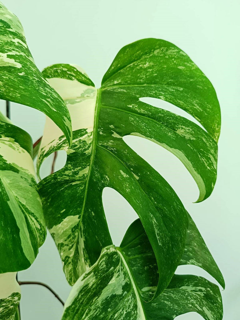 Monstera albo variegata