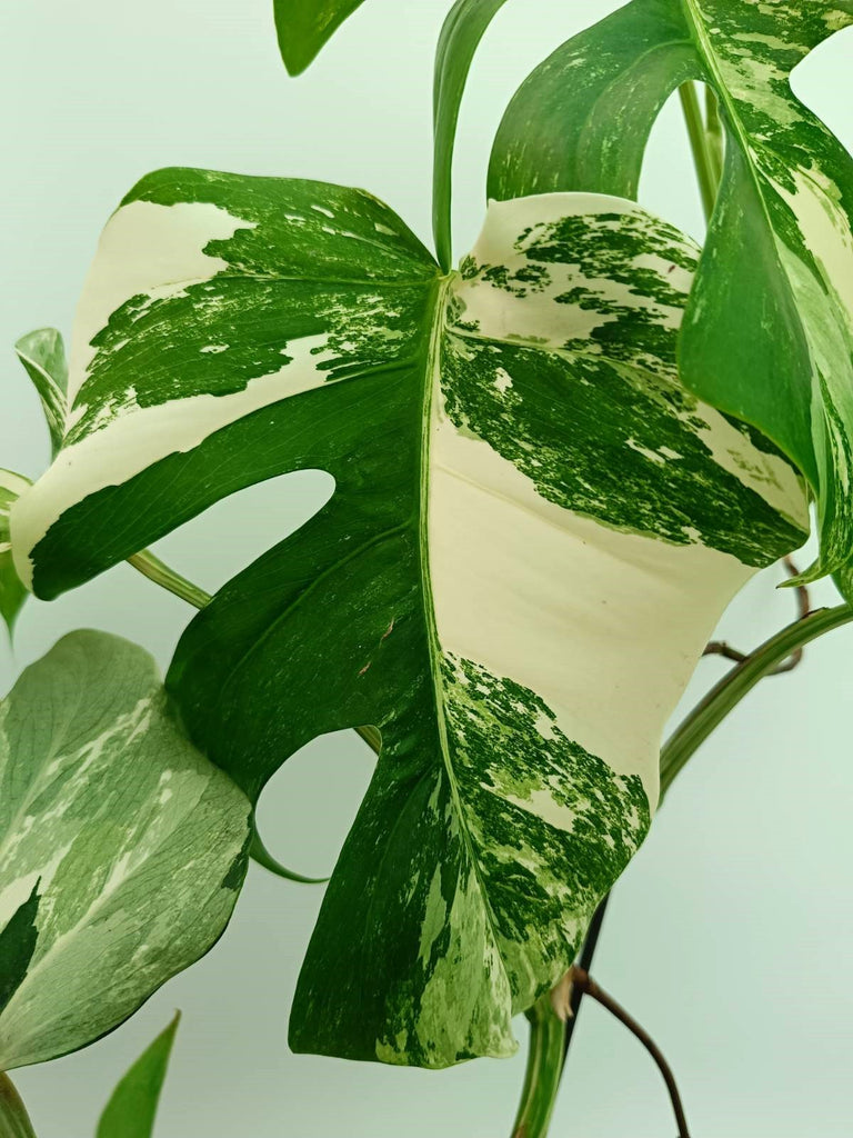 Monstera albo variegata