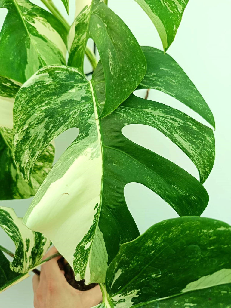 Monstera albo variegata