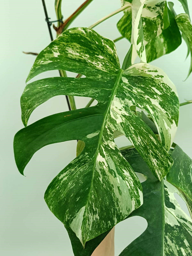 Monstera albo variegata