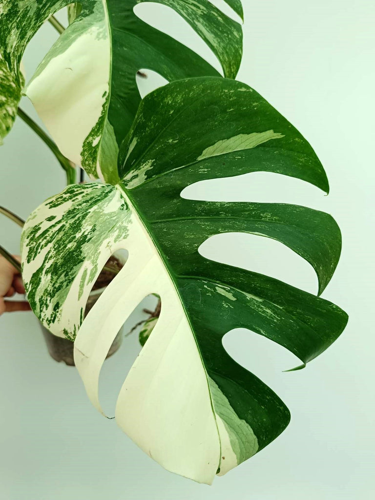 Monstera albo variegata