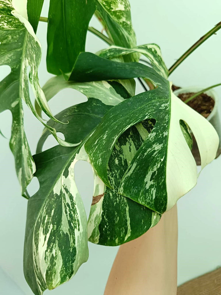 Monstera albo variegata