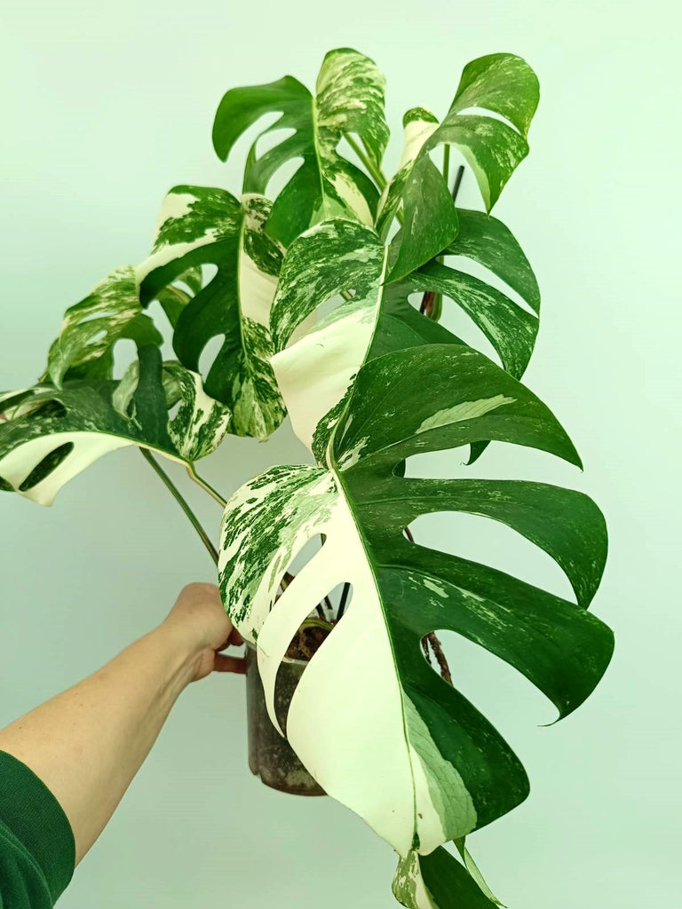 Monstera albo variegata