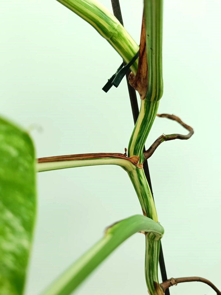 Monstera albo variegata