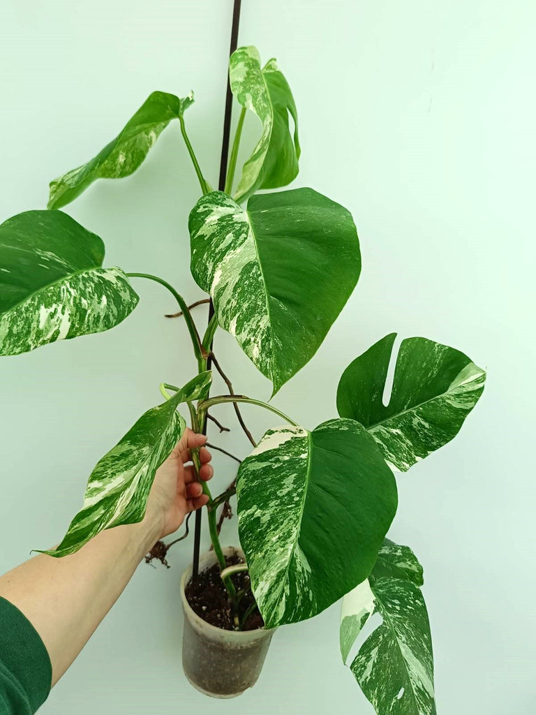 Monstera albo variegata