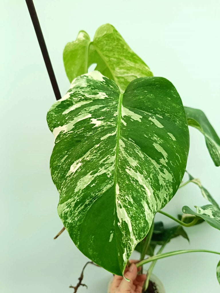 Monstera albo variegata