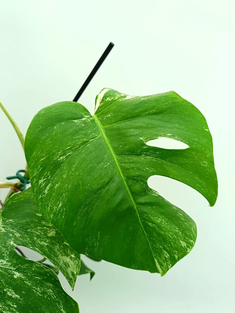 Monstera albo variegata