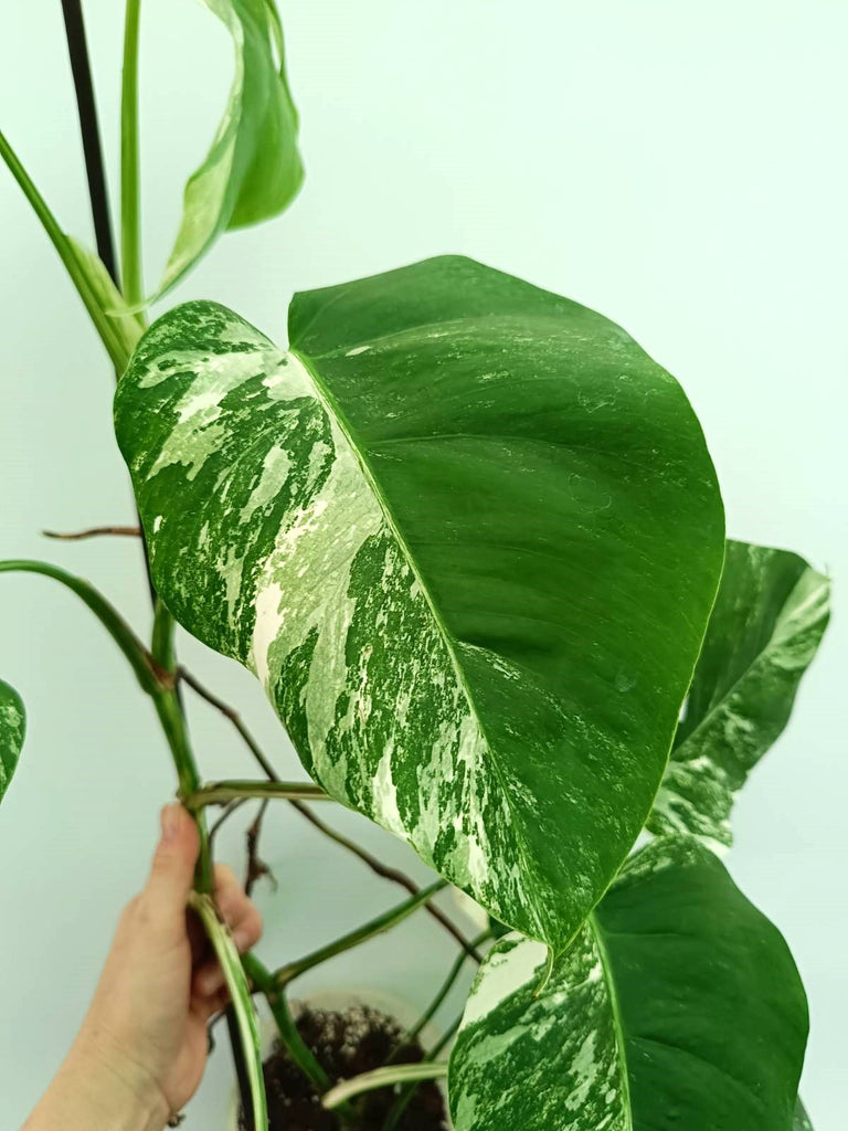 Monstera albo variegata