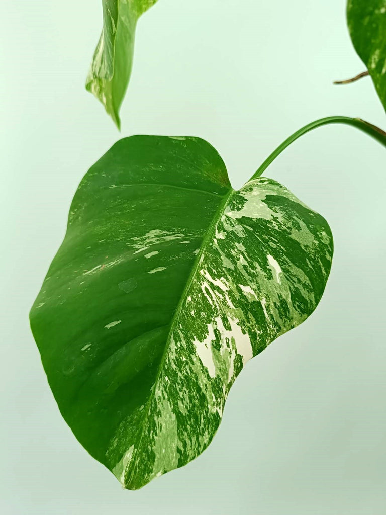 Monstera albo variegata