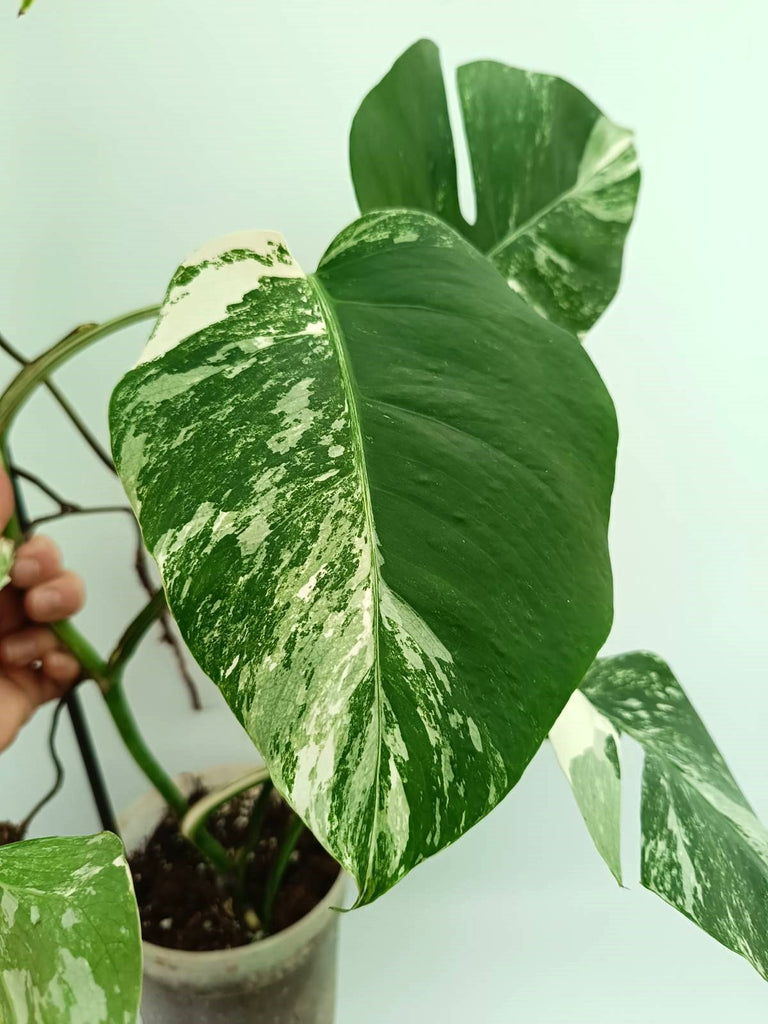 Monstera albo variegata