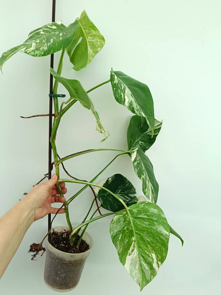 Monstera albo variegata