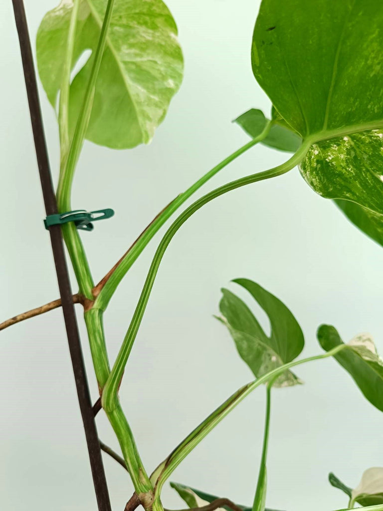 Monstera albo variegata