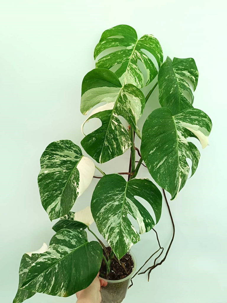 Monstera albo variegata