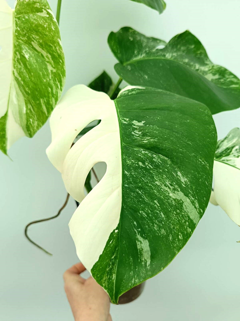 Monstera albo variegata