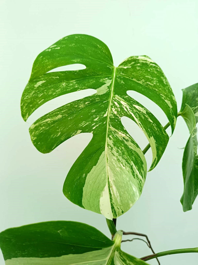 Monstera albo variegata