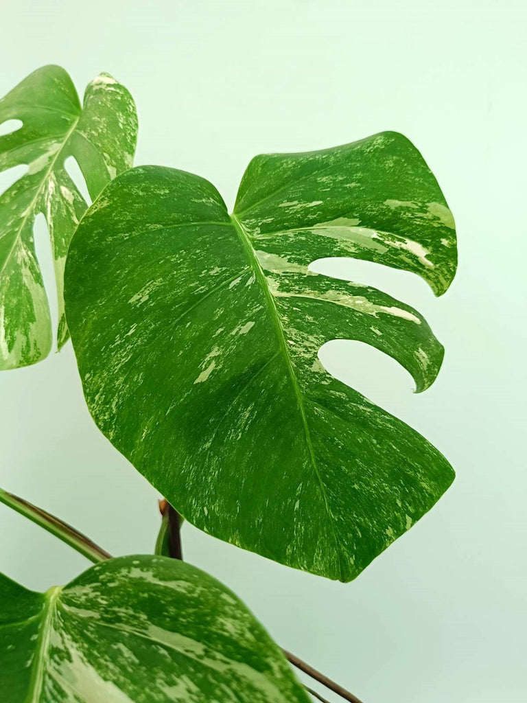 Monstera albo variegata