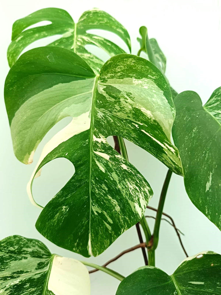 Monstera albo variegata