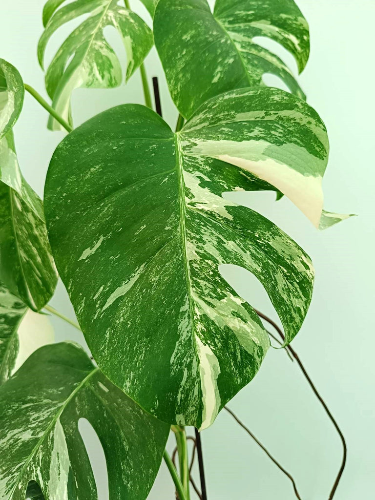 Monstera albo variegata