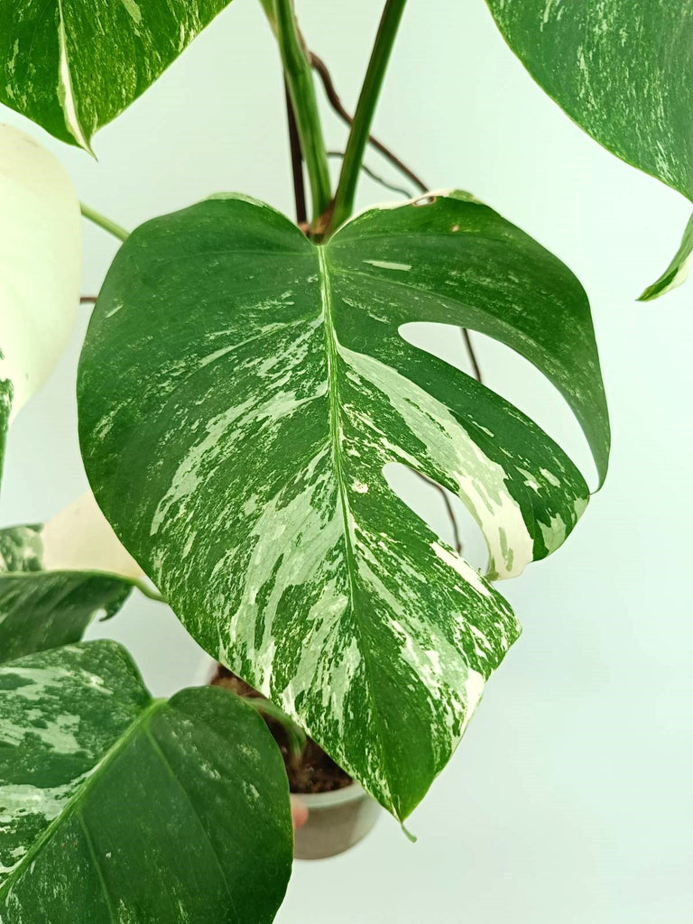 Monstera albo variegata