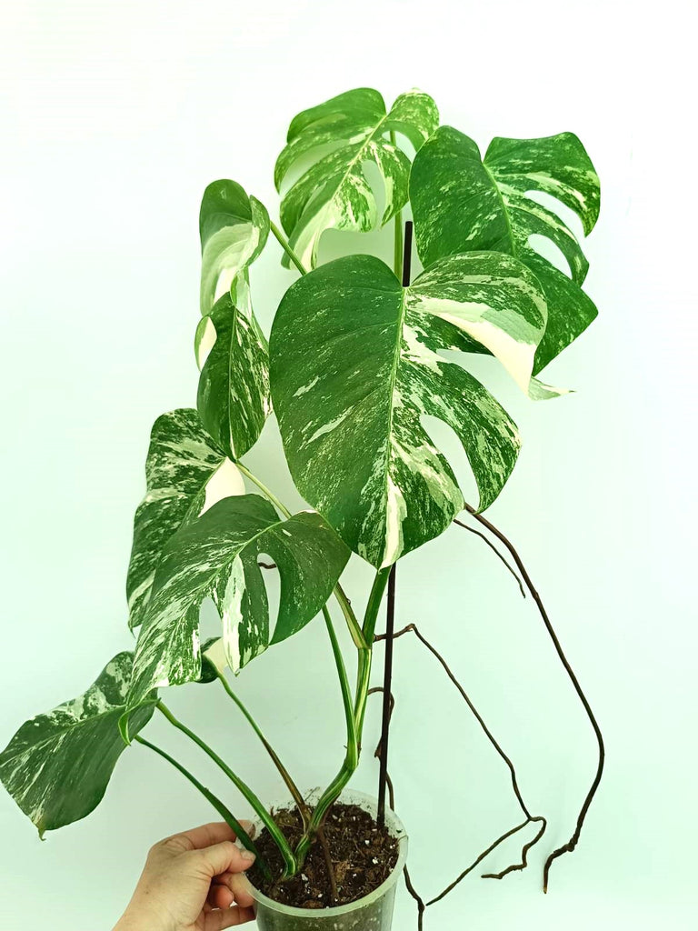 Monstera albo variegata