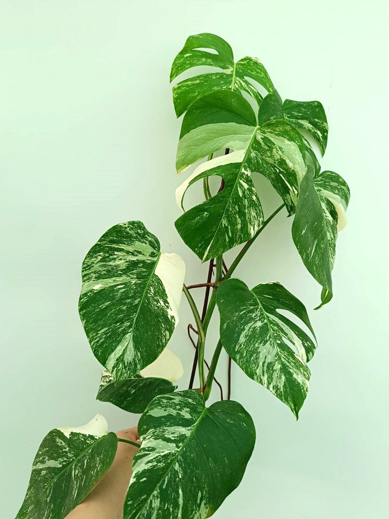 Monstera albo variegata